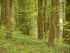 004 wunderschoener Fruehlingswald
