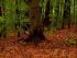 014 die toten Kraehen werden im Wald verscharrt