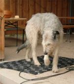 Zorjan Baerow´s Hund